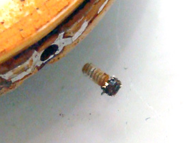 ���𗯂߂�l�W�̉摜