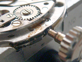 �n�̃T�r�̉摜